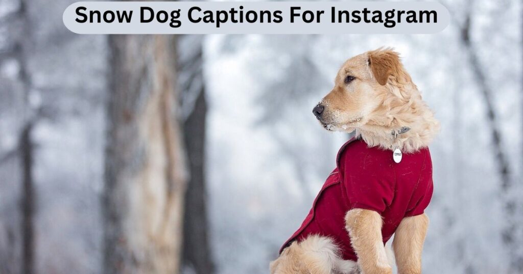 Heartwarming Snow Dog Captions