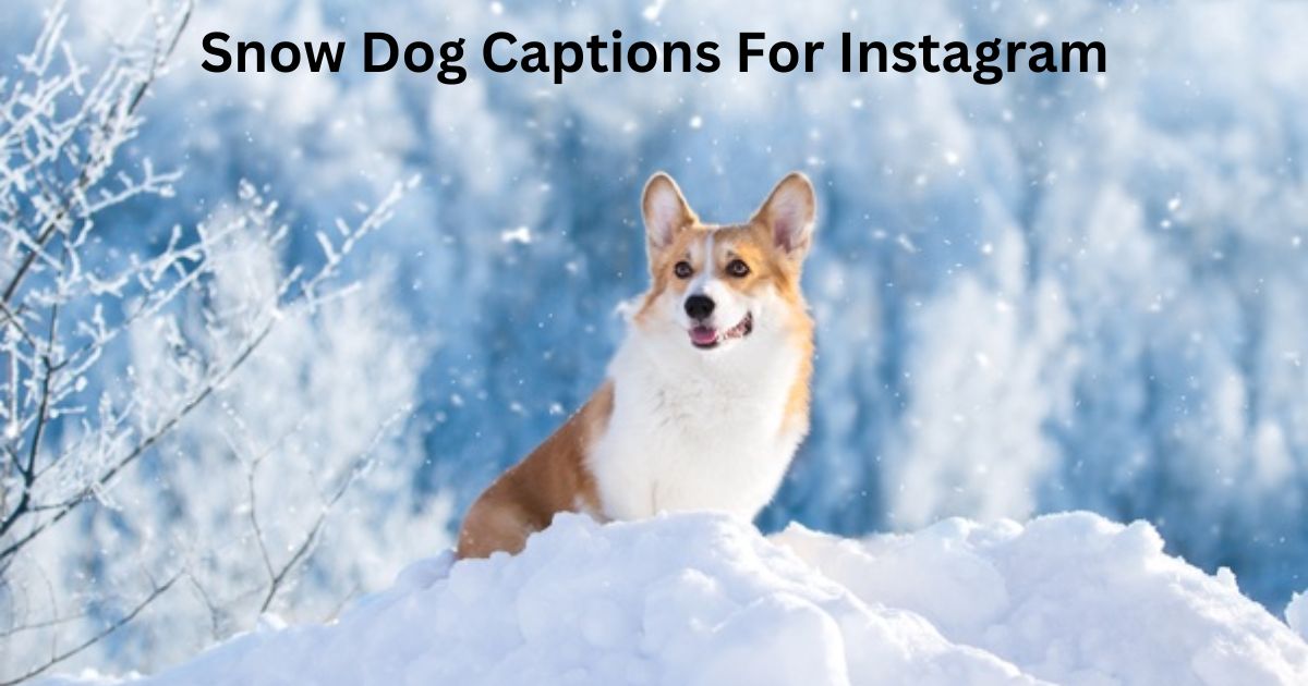 Snow Dog Captions For Instagram